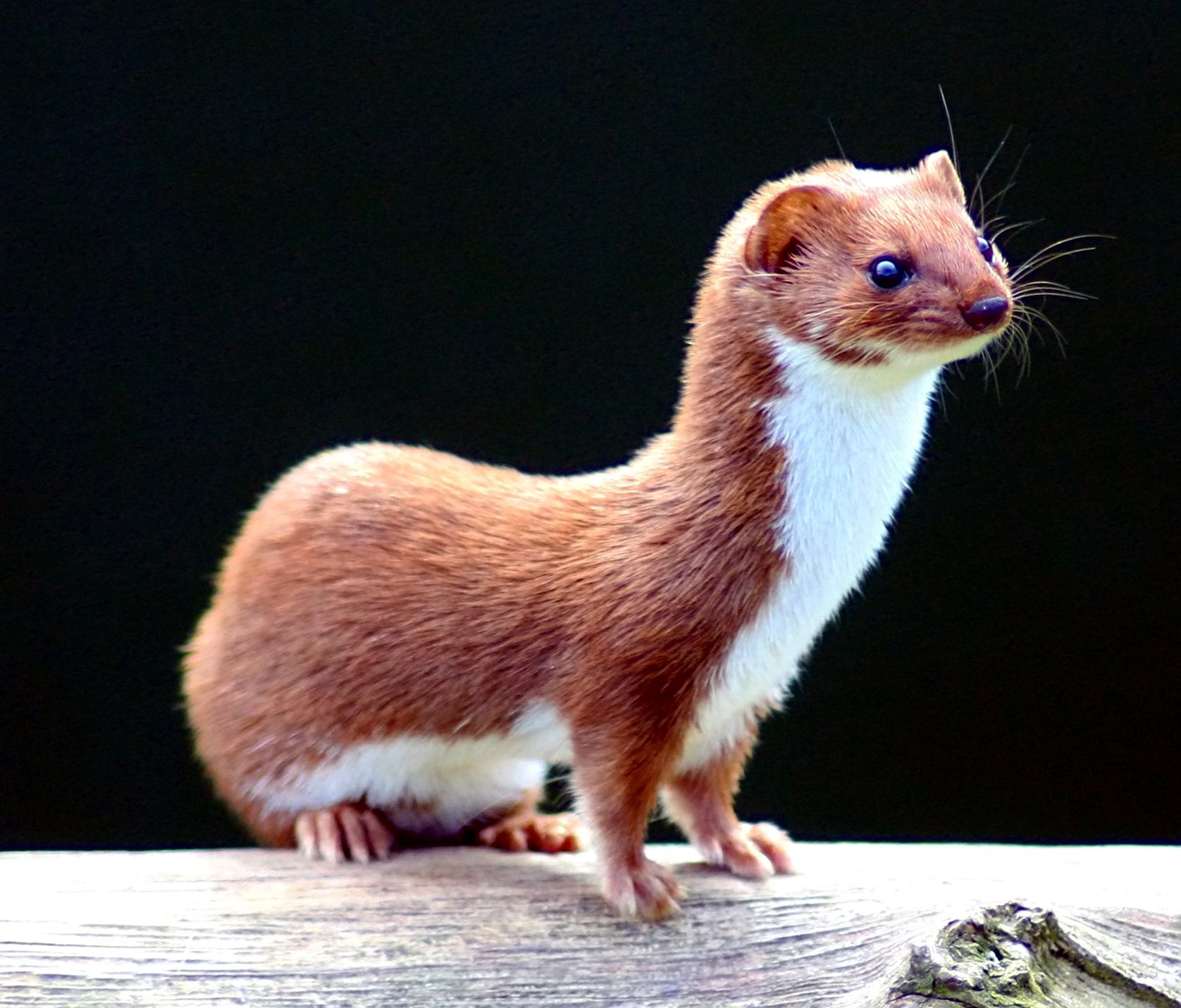 Belette dressée sur ses pattes arrière