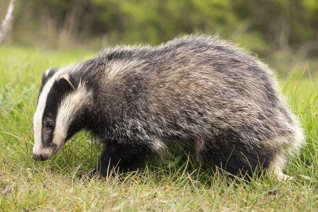 Blaireau européen dans l'herbe