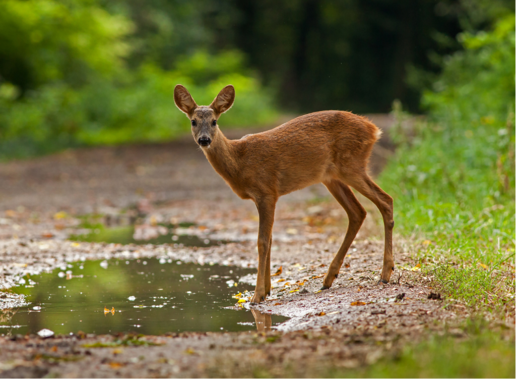 Jeune chevreuil près d'une flaque en forêt