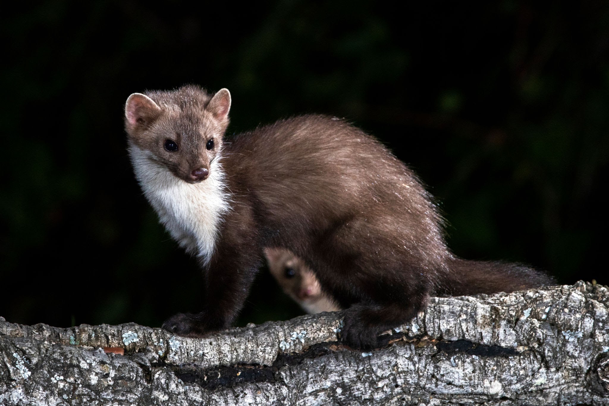 Fouine posée sur une branche